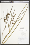 Sparganium americanum
