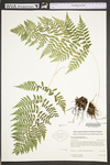 Athyrium filix-femina by WV University Herbarium