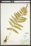 Athyrium filix-femina var. asplenioides by WV University Herbarium