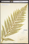 Athyrium filix-femina var. asplenioides by WV University Herbarium