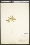Botrychium biternatum by WV University Herbarium