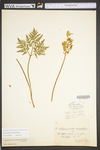 Botrychium dissectum by WV University Herbarium