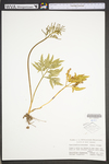 Botrychium dissectum by WV University Herbarium