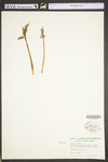 Botrychium lanceolatum var. angustisegmentum by WV University Herbarium