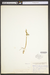 Botrychium lanceolatum var. angustisegmentum by WV University Herbarium