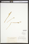 Botrychium matricariifolium by WV University Herbarium