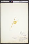 Botrychium matricariifolium by WV University Herbarium