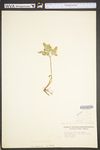 Botrychium multifidum by WV University Herbarium