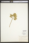 Botrychium multifidum by WV University Herbarium