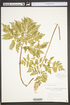 Botrychium virginianum by WV University Herbarium