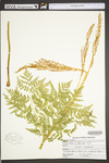 Triticum aestivum by WV University Herbarium