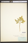 Botrychium oneidense by WV University Herbarium