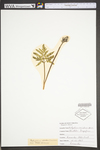 Botrychium oneidense by WV University Herbarium