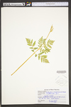 Botrychium virginianum by WV University Herbarium