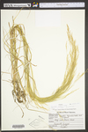 Agrostis hyemalis by WV University Herbarium
