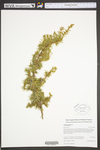 Juniperus communis var. communis by WV University Herbarium