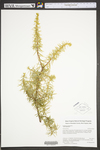 Juniperus communis var. communis by WV University Herbarium