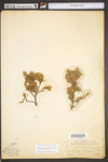 Juniperus communis var. depressa by WV University Herbarium