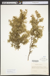 Juniperus communis var. depressa by WV University Herbarium