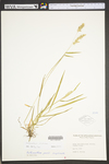 Anthoxanthum aristatum by WV University Herbarium