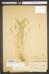 Anthoxanthum aristatum by WV University Herbarium