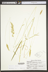 Anthoxanthum odoratum ssp. odoratum by WV University Herbarium