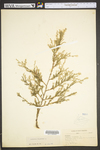 Juniperus virginiana var. virginiana by WV University Herbarium