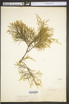 Juniperus virginiana var. virginiana by WV University Herbarium
