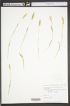 Anthoxanthum odoratum ssp. odoratum by WV University Herbarium