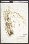 Aristida lanosa by WV University Herbarium