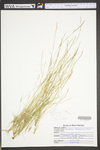 Aristida longispica by WV University Herbarium