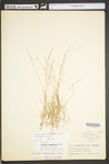 Aristida longispica by WV University Herbarium