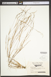 Aristida dichotoma var. curtissii by WV University Herbarium