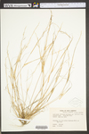 Aristida dichotoma var. curtissii by WV University Herbarium