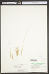 Aristida dichotoma var. dichotoma by WV University Herbarium