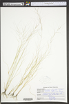 Aristida oligantha by WV University Herbarium