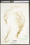 Aristida oligantha by WV University Herbarium
