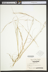 Aristida purpurascens var. purpurascens by WV University Herbarium