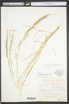 Aristida purpurascens var. purpurascens by WV University Herbarium