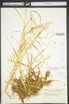 Arrhenatherum elatius var. bulbosum by WV University Herbarium