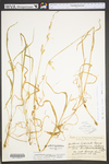 Arrhenatherum elatius var. bulbosum by WV University Herbarium