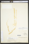 Arrhenatherum elatius var. elatius by WV University Herbarium