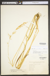 Arrhenatherum elatius var. elatius by WV University Herbarium