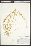 Arthraxon hispidus by WV University Herbarium