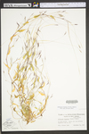 Arthraxon hispidus by WV University Herbarium