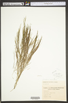 Stuckenia pectinata by WV University Herbarium