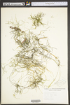 Stuckenia pectinata by WV University Herbarium