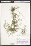 Zannichellia palustris by WV University Herbarium