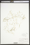 Zannichellia palustris by WV University Herbarium