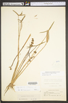 Sagittaria australis by WV University Herbarium